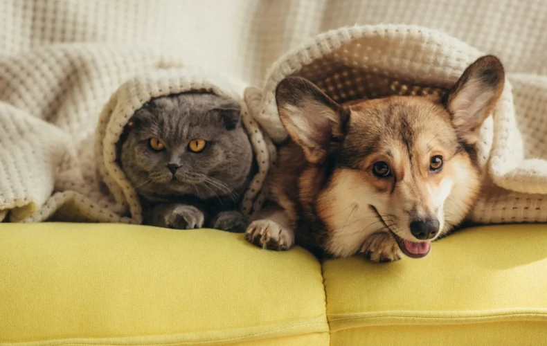 SPCA dans la Vallée-de-de-la-Gatineau